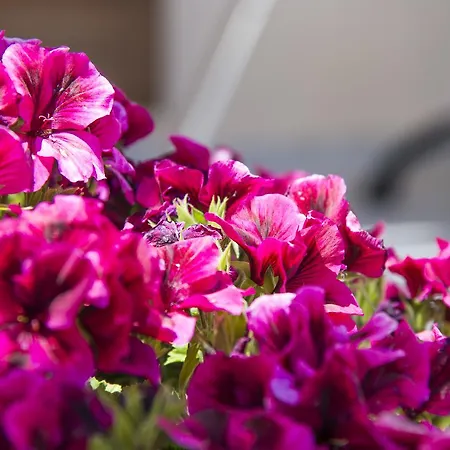 Voula شقة فندقية 4*