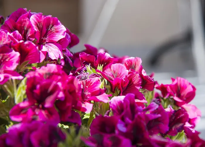 沃拉别墅酒店 公寓式酒店 4*